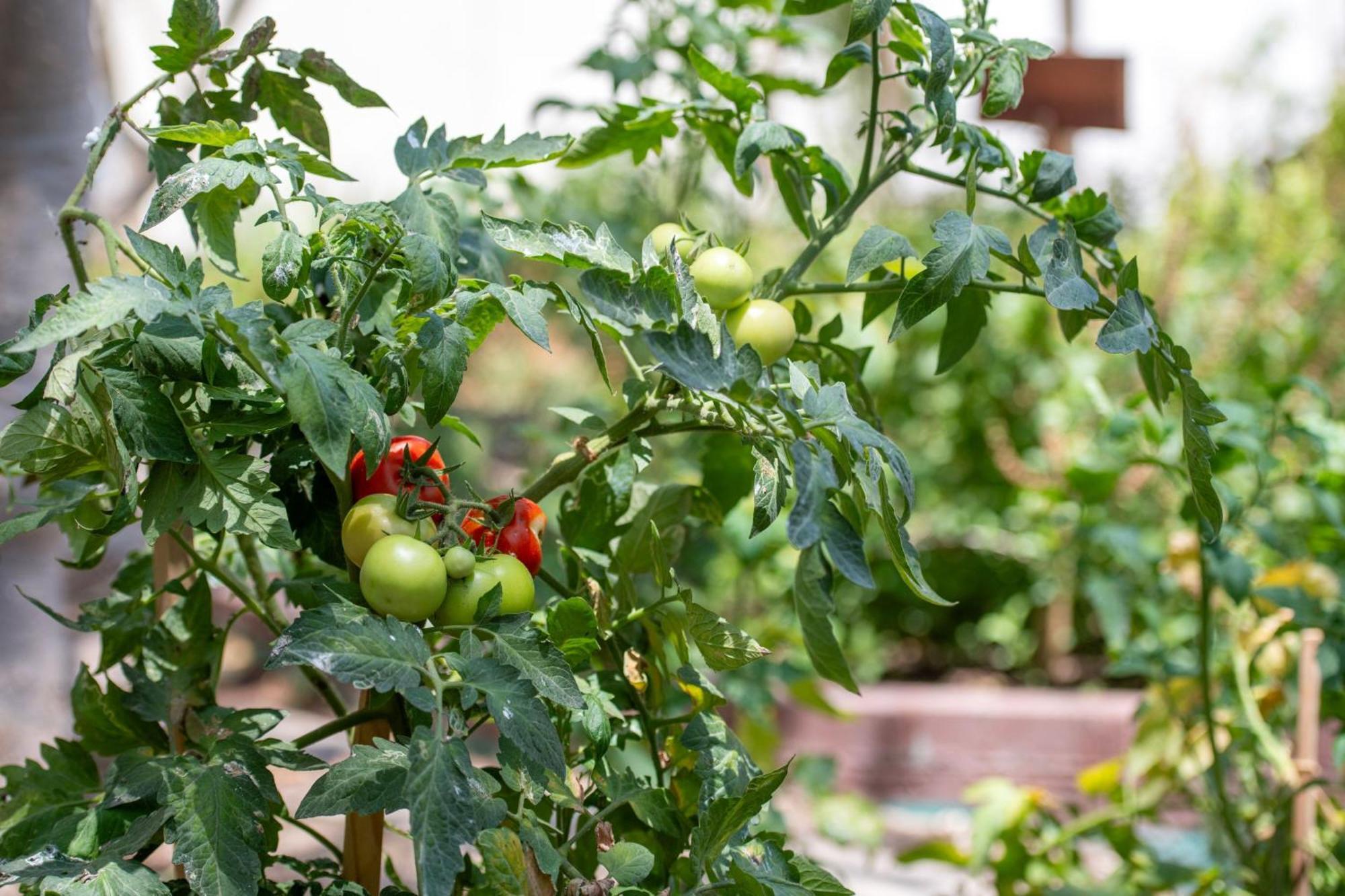 The Ritz-Carlton, Doha Hotel Ngoại thất bức ảnh Tomato plants